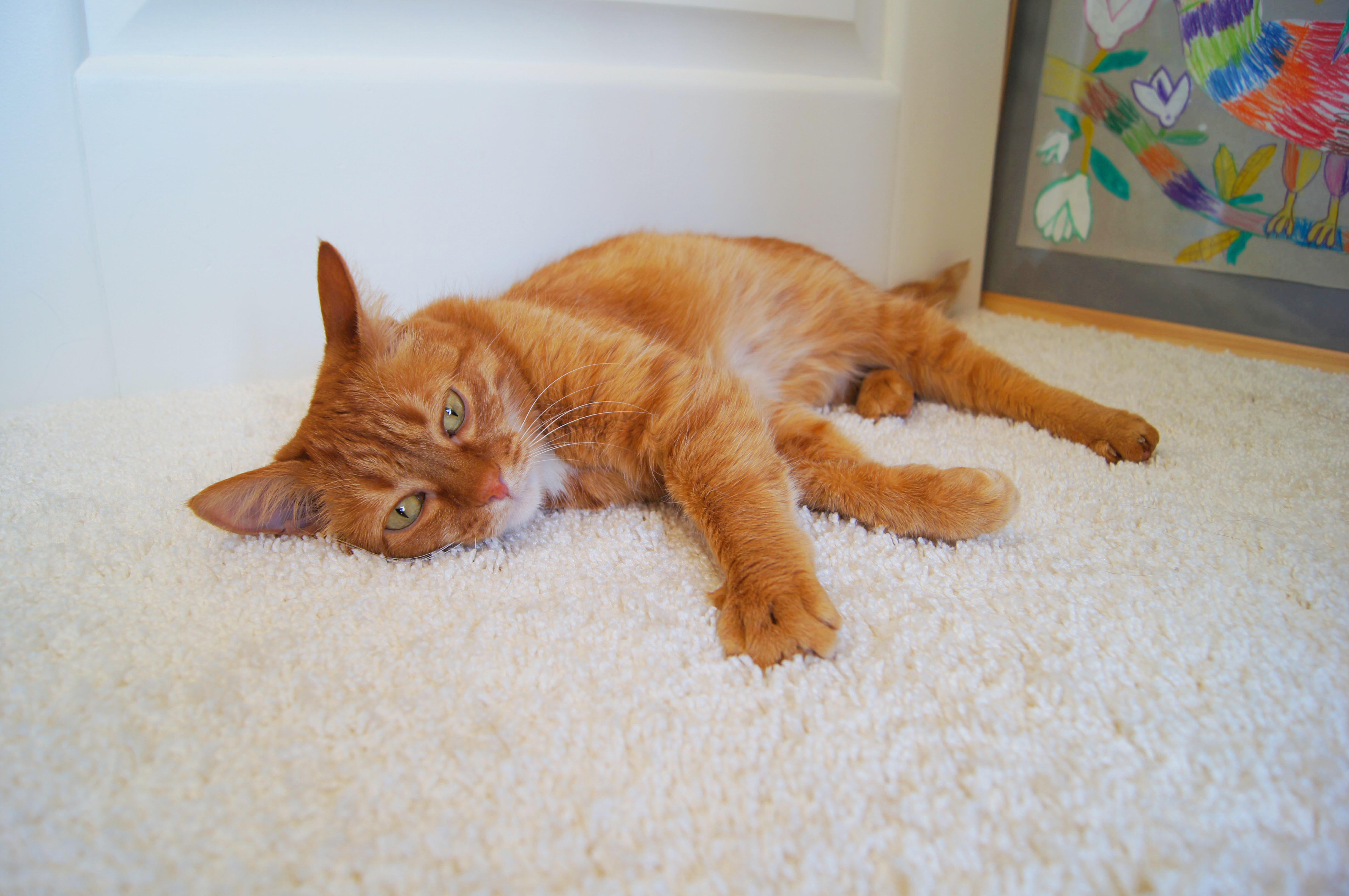 Ковролин "Зартекс" Amarena 140 бежевый (4м) — купить в Якутске